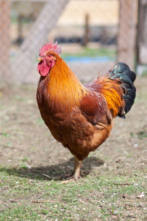 New Hampshire Red Chicken Animal Pictures | A-Z Animals