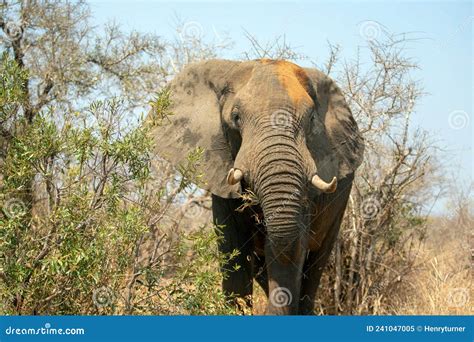 Male African Elephant Bull In Kruger National Park In South Africa