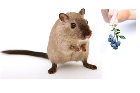 Can Hamsters Eat Blueberries Benefits And Risks Hamster Eating