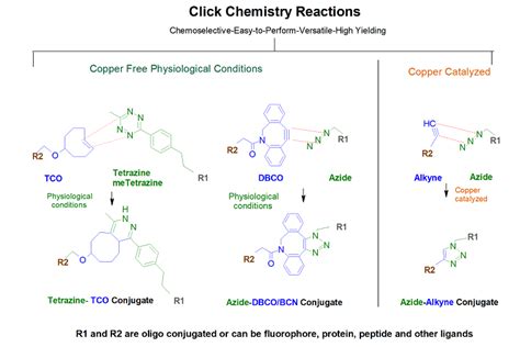 Dbco C Nhs Oligo Modifications From Gene Link