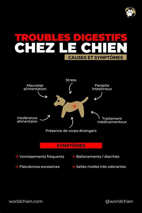 TROUBLES DIGESTIFS chez le CHIEN CAUSES et SYMPTÔMES Education