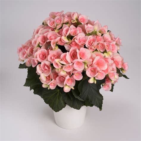 Begonia X Hiemalis Romance Rieger Begonia Garden Center Marketing