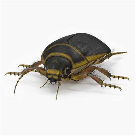 Beetle 3d Models For Download Turbosquid