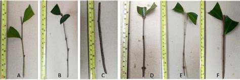 Softwood Semi Hardwood And Hardwood Stem Cuttings Of A Alexiteria A Download Scientific