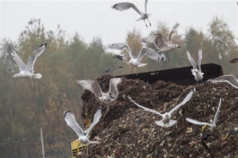 Wysoce zjadliwa grypa ptaków w Kampinoskim Parku Narodowym Są wyniki