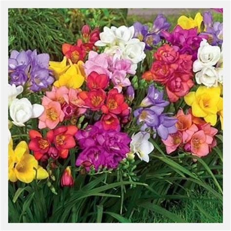 Freesia Flower Bulb