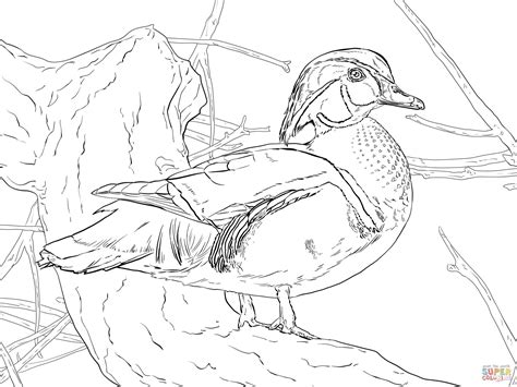 Wood Duck Drake coloring page | Free Printable Coloring Pages