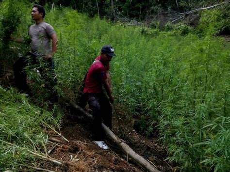 Polisi Temukan 3 Hektare Ladang Ganja Okezone News