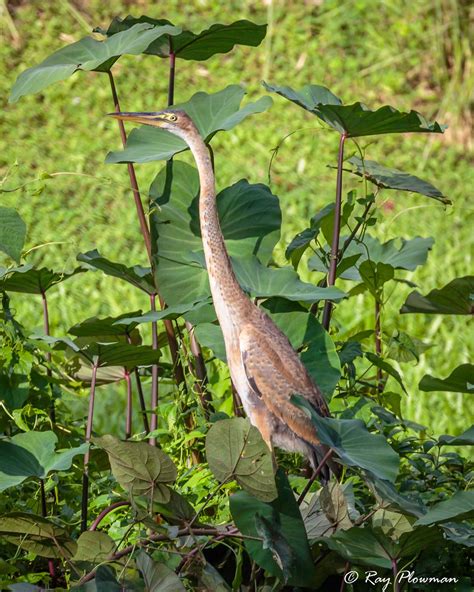 Herons Ray Plowman