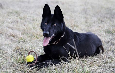 10 Most Popular Black Dog Breeds: Fully Black Stunning Coats