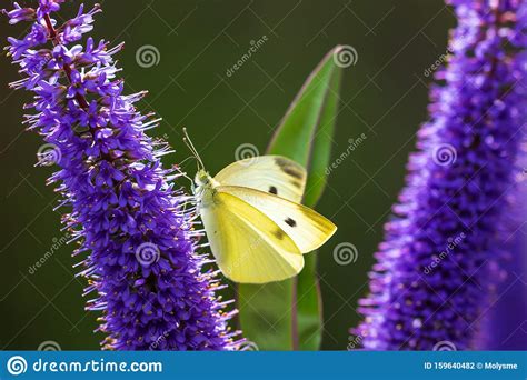 Pieris Brassicae A Grande Borboleta Branca Ou Couve Polinizando Foto