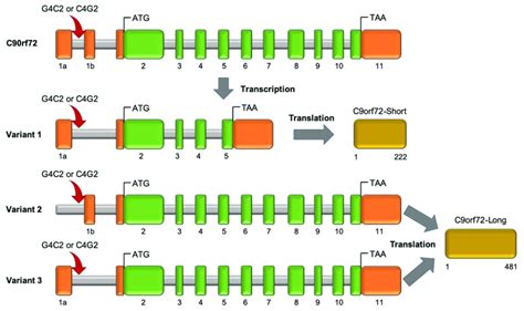 C9orf72 Gene Structure Transcript Variants And Protein Isoforms The