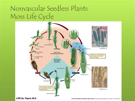 Ppt Nonvascular Plants And Seedless Vascular Plants Powerpoint