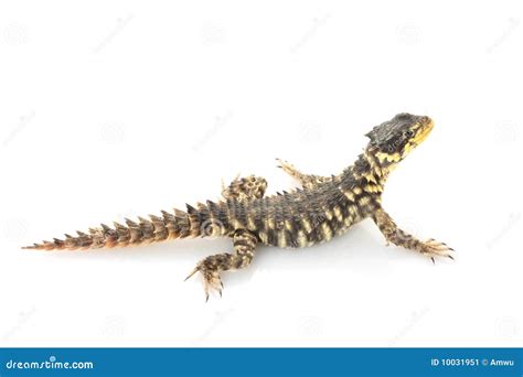 Giant Girdled Lizard Stock Photography | CartoonDealer.com #10031960