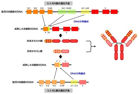 抗体の多様性 テクノロジー・その他 Ns遺伝子研究室