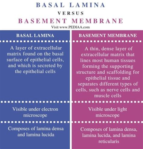 Basal Lamina Vs Basement Membrane