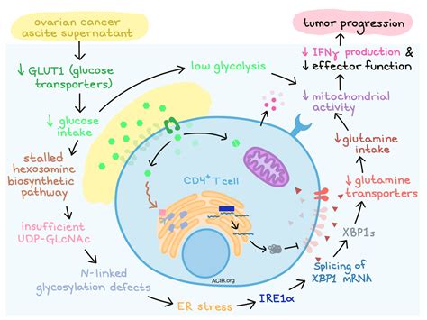 Stress And Metabolism In The Cancer Exposed T Cell