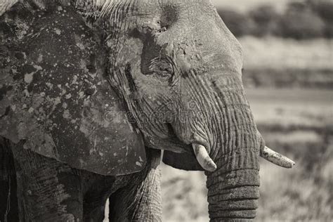 Perfil Del Elefante Africano En Blanco Y Negro Foto De Archivo Imagen