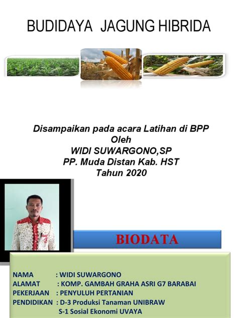 Budidaya Jagung Hibrida Pdf