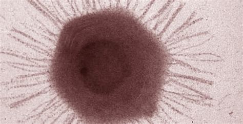 Científicos chinos descubren un nuevo virus en las profundidades del