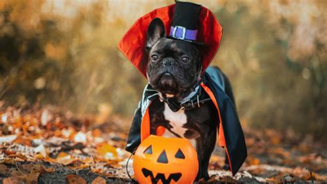 Los Mejores Disfraces De Halloween Para Perros Y Gatos CNN