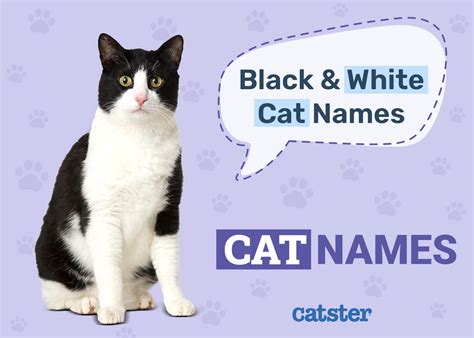 cartoon black  white cat names infoupdateorg