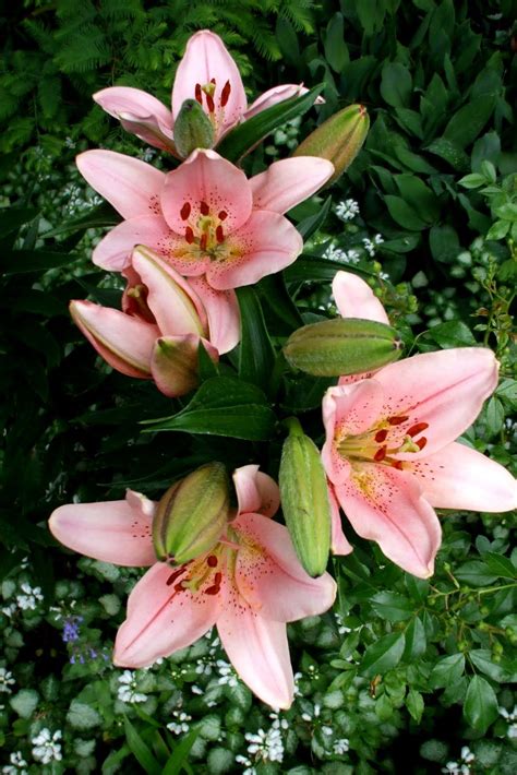 Lilies | Flowers, Beautiful gardens, Different flowers