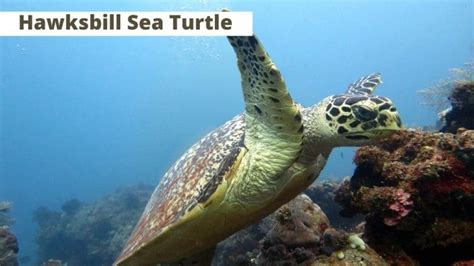 Which Sea Turtles Are Endangered? [7 Comprehensive List] – The Turtle Hub