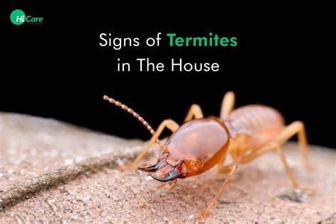 Top 15 Signs Of Termite Infestation In Your House 2023 Hicare