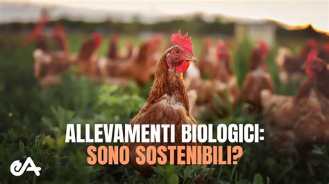 Gli Allevamenti Biologici Sono Sostenibili YouTube