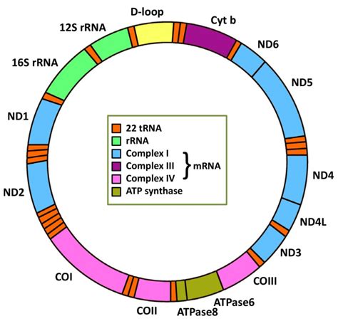 Mitochondrial Genetic And Epigenetic Regulations In Cancer