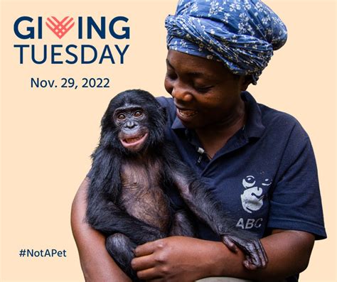 Friends Of Bonobos On Twitter Its Week Til Giving Tuesday A Day