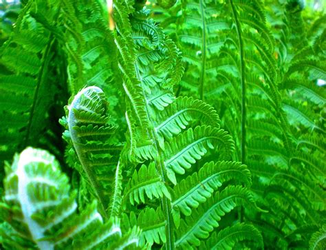 Gambar Alam Menanam Daun Hijau Rimba Botani Tumbuh Tumbuhan