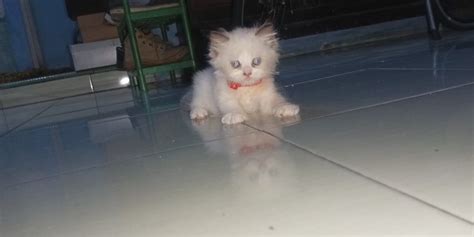 Open Adopt Kucing Ras Ragdoll Warna Putih Mix Coklat Khas Ragdoll