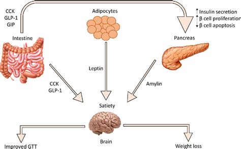 Figure 2 from Cholecystokinin (CCK) and related adjunct peptide ...