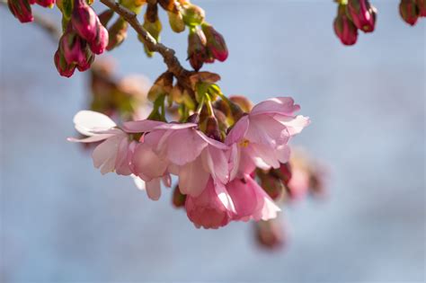 Wallpaper Food Red Branch Fruit Cherry Blossom Pink Spring