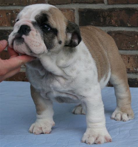 AKC English Bulldog Puppy by Ultimate Bulldogs Breeder George Lai
