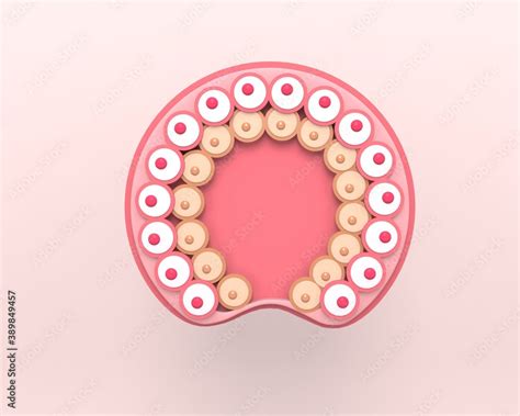 Gastrula The Cells Of Endoderm And Ectoderm The Stage Of Segmentation