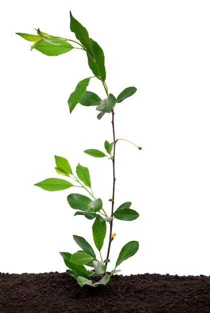 premium photo young sprout cherry