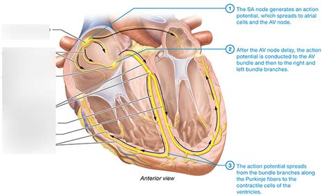 diagram  cardiac conduction system quizlet