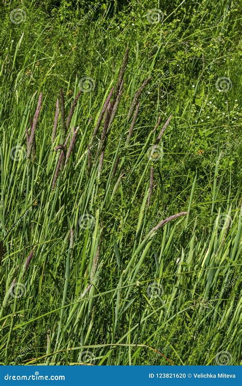 Background Of Sorghum Halepense With Straight Stems In Natural Green