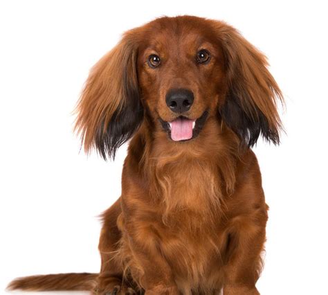 Everything You Need to Know About Managing a Long Haired Dog | Lucky ...