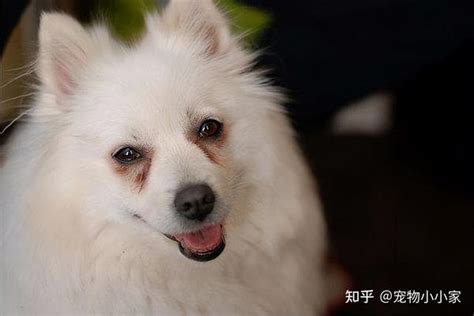 为什么养“银狐犬”的人很少？原来是这几点让人难以接受 知乎