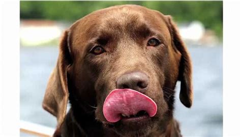pros cons   labrador retriever breed howcast