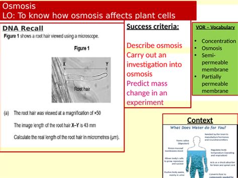 Osmosis Including Required Practical Edexcel Gcse Combined Science Biology Teaching Resources