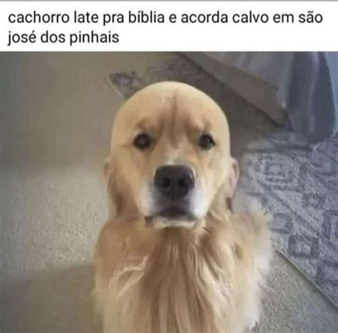 Pin de A Tóri em Uns trem nada a ver Memes Memes de cão Memes