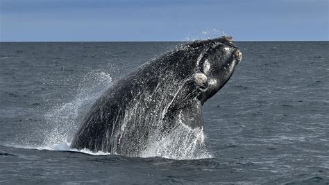 Llegaron las primeras ballenas de la temporada en cercanías de