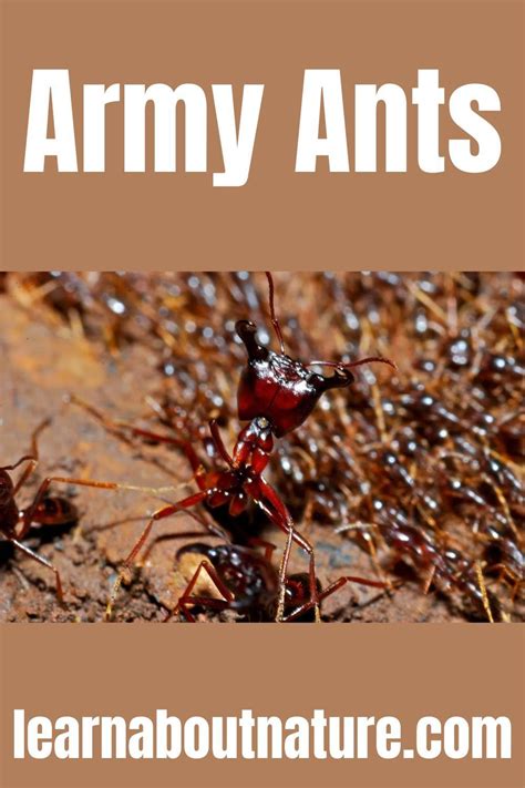 Army ants – Artofit