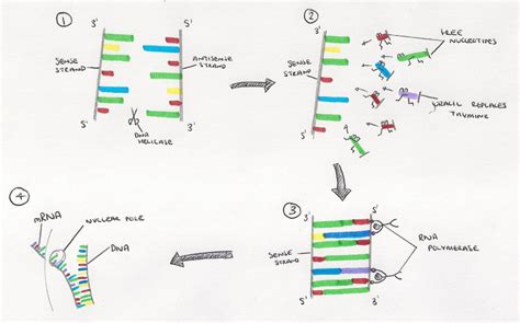 3.10 Protein Synthesis - a level biology student