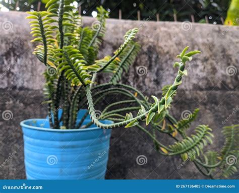 Crassula Muscosa Princess Pine Clubmoss Crassula Zipper Plant